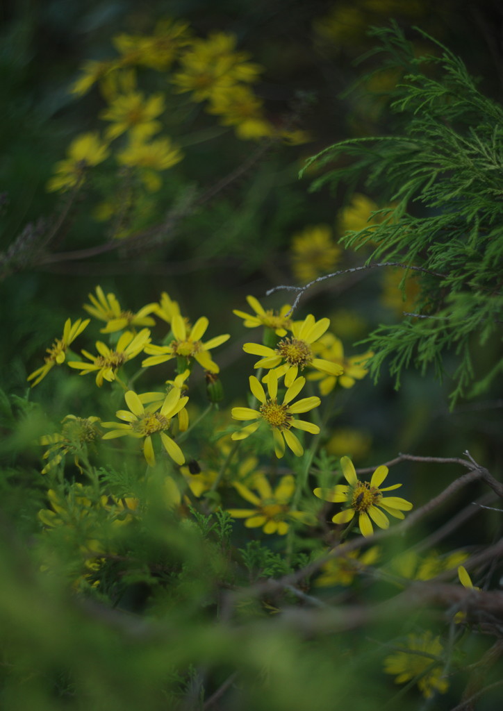 OLD LENS  ツワブキ