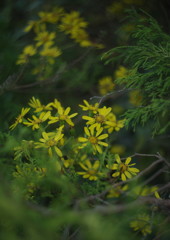 OLD LENS  ツワブキ