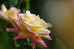 秋を探して　バラ