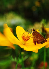 花と虫達　セセリチョウ