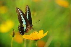 花と虫達　アオスジアゲハ