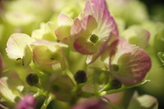 向暑　アジサイ　Ⅱ