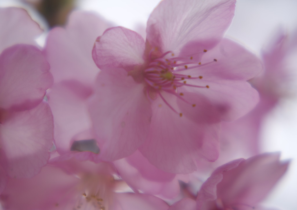 春暖　桜