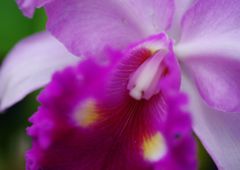 行秋　クンシラン