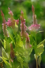 晩夏　ケイトウ？　Ⅱ