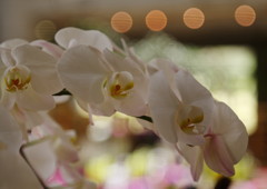 春色　胡蝶蘭　Ⅱ