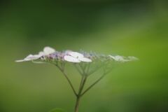 万緑　アジサイ　Ⅱ