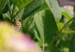 小さな虫達　ハチ