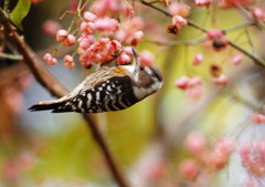 野鳥を探して　コゲラ　Ⅱ