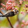 野鳥を探して　コゲラ　Ⅱ