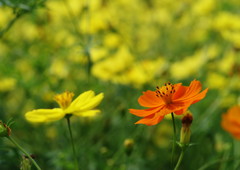 初秋　コスモス