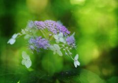 初秋　ヤマアジサイ　Ⅱ