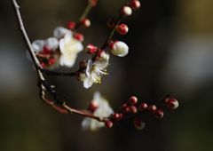 初春　白梅　Ⅱ