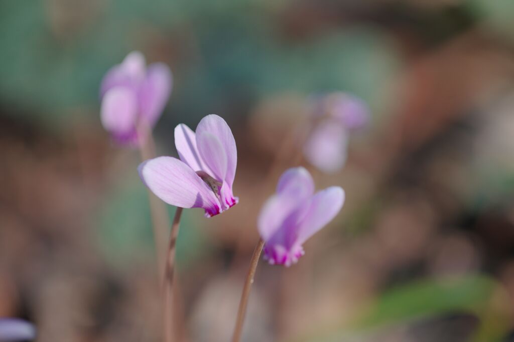 原種シクラメン