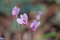 原種シクラメン