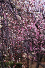 OLDLENS  枝垂れ梅　Ⅲ