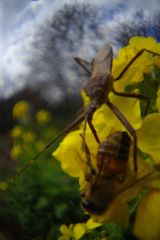 春光　ミツバチとサシガメ　Ⅲ