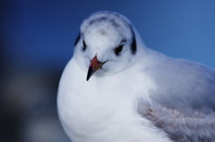 旅写真　カモメ　完