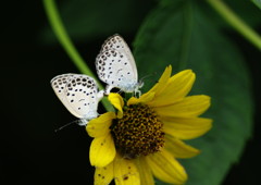 虫達を追って　シジミチョウ