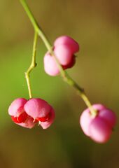 小春　何の実？