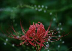 秋思　ヒガンバナ