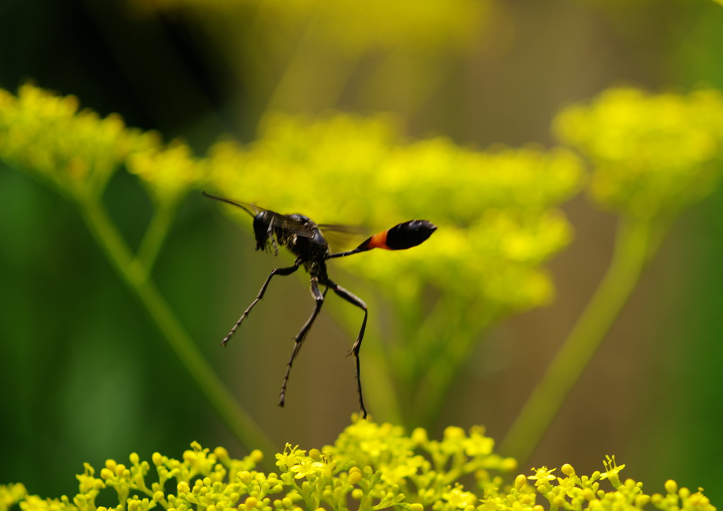 晩夏　ジガバチ