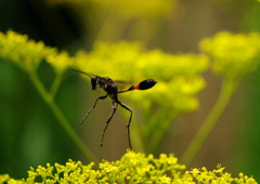 晩夏　ジガバチ