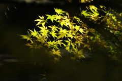 秋を探して　紅葉