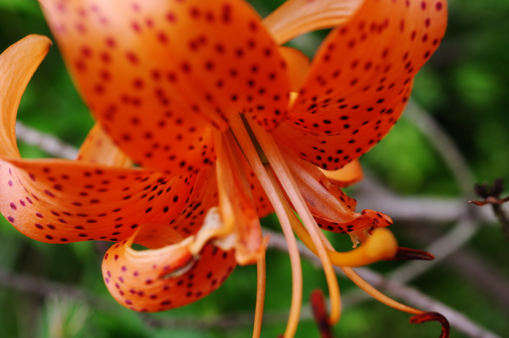 夏の花？　ゆり