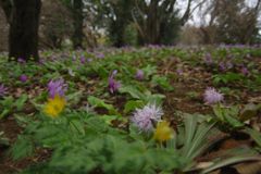 春風　ショウジョウバカマ