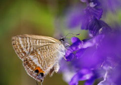 花と虫達　シジミチョウ