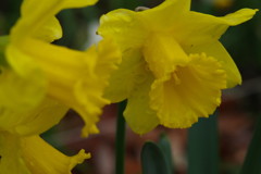 春光　水仙　Ⅱ