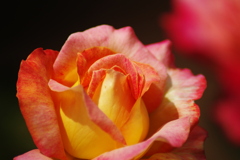 薔薇　Ⅱ