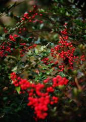 OLD LENS  ナンテン