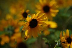 蝉鳴く　ひまわり