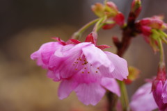 春を探して　？ザクラ