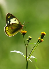 虫達を追って　モンシロショウ