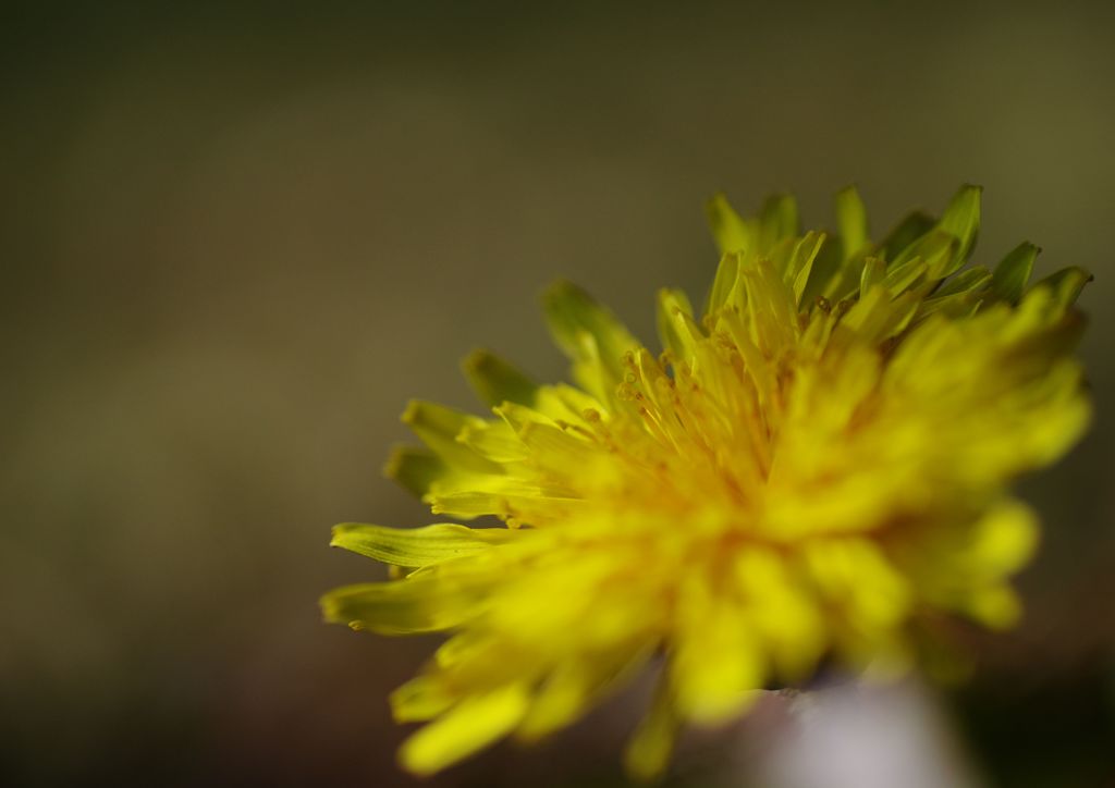 初春　タンポポ