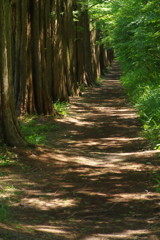 身近な風景　メタセコイア