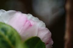 寒冷　サザンカ　Ⅱ