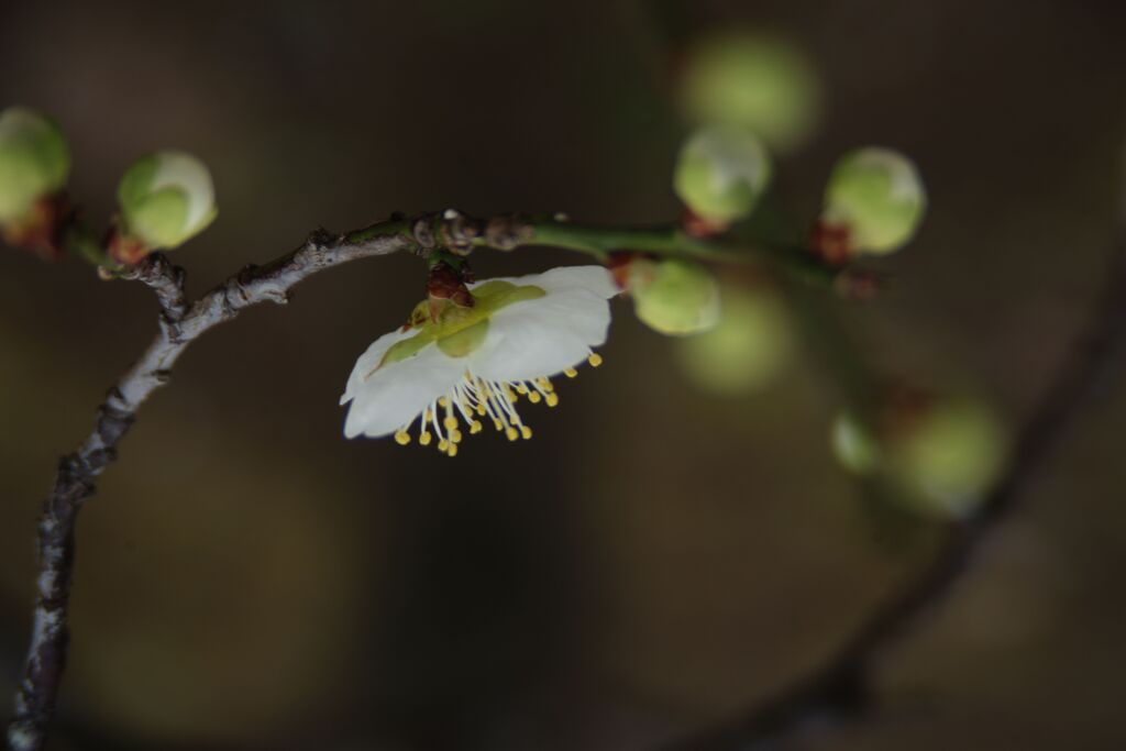 花春　梅