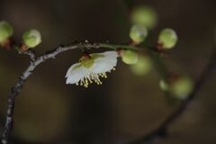 花春　梅