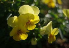 寒冷　ビオラ　Ⅱ