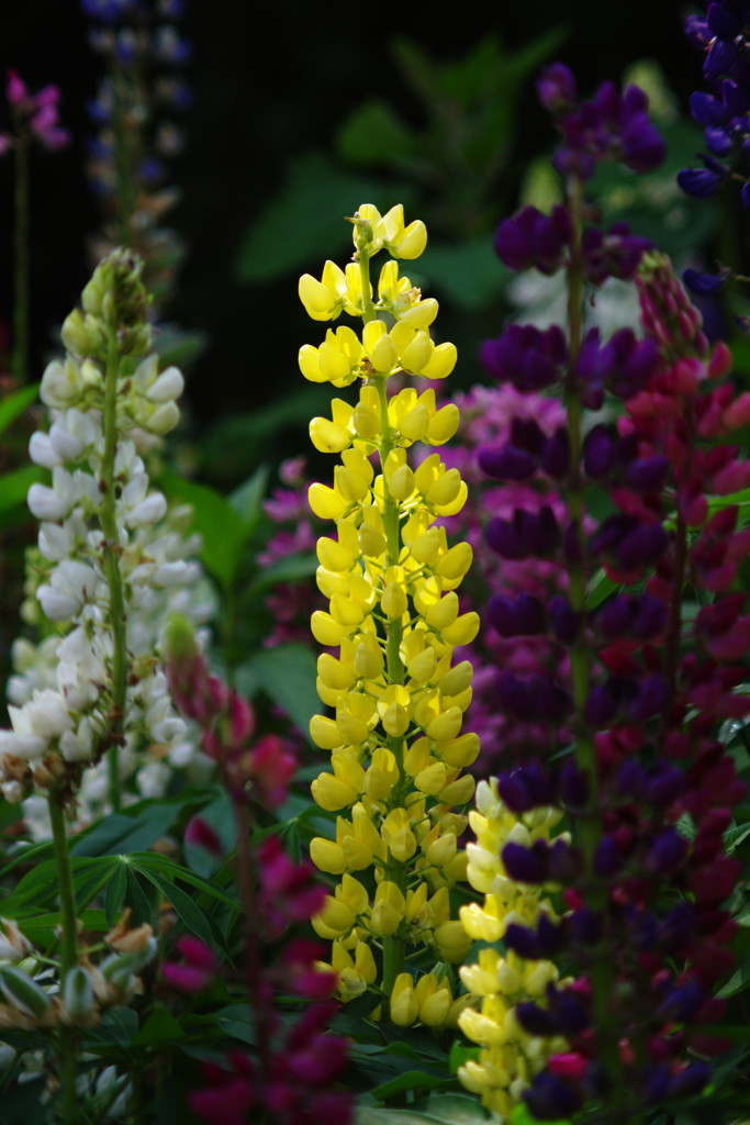 仲夏　ルピナス