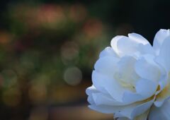 小春　サザンカ