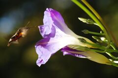 西洋アサガオとホウジャク