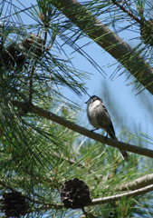 野鳥を探して　エナガ？　Ⅲ