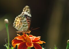 蝉鳴く　ヒョウモンチョウ