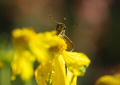 行秋　セセリチョウ