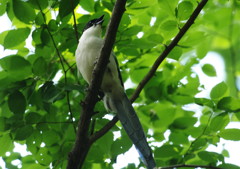 野鳥を追って　オナガ　Ⅱ